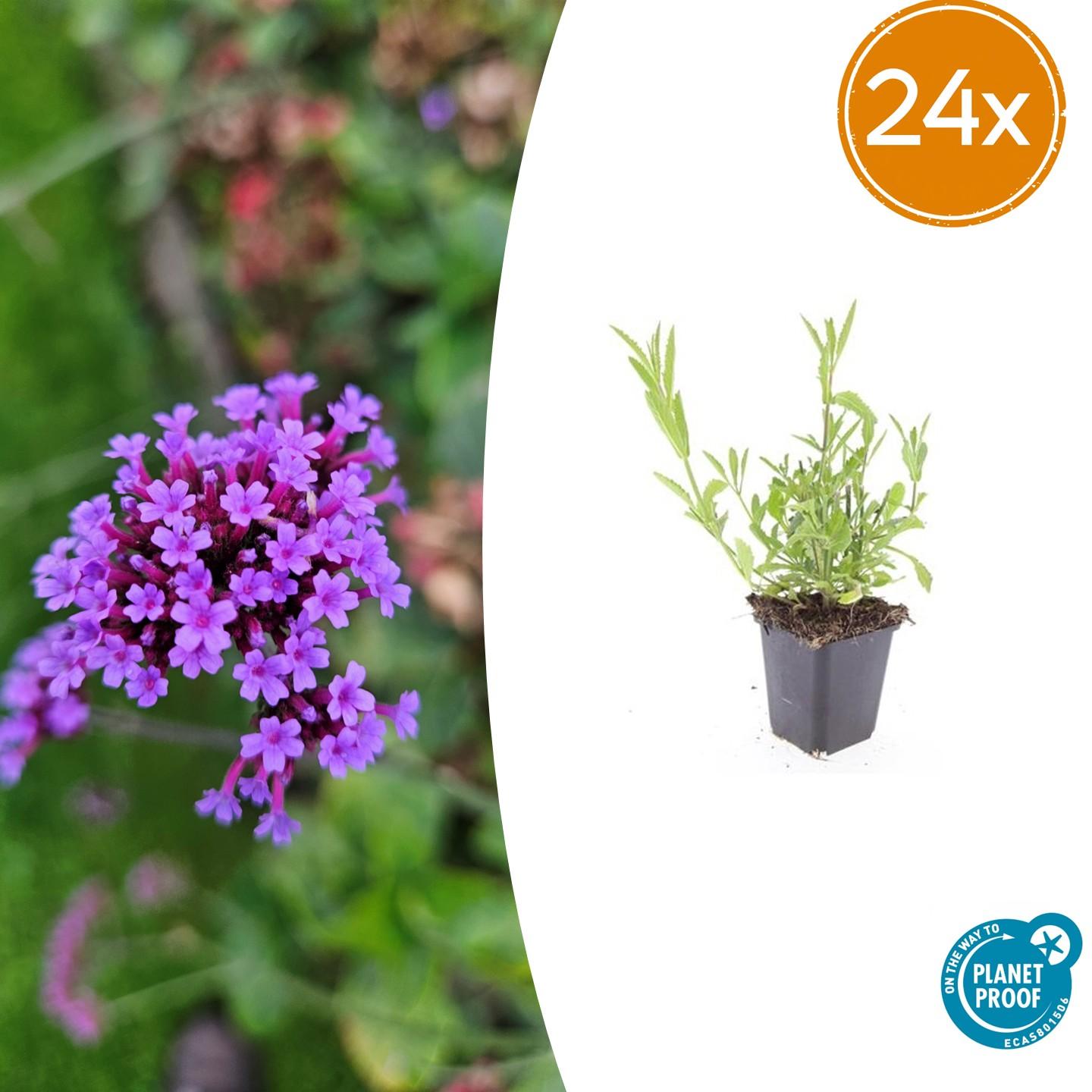 Verbena bonariensis potmaat 9 cm hoogte 10 tot 25 cm