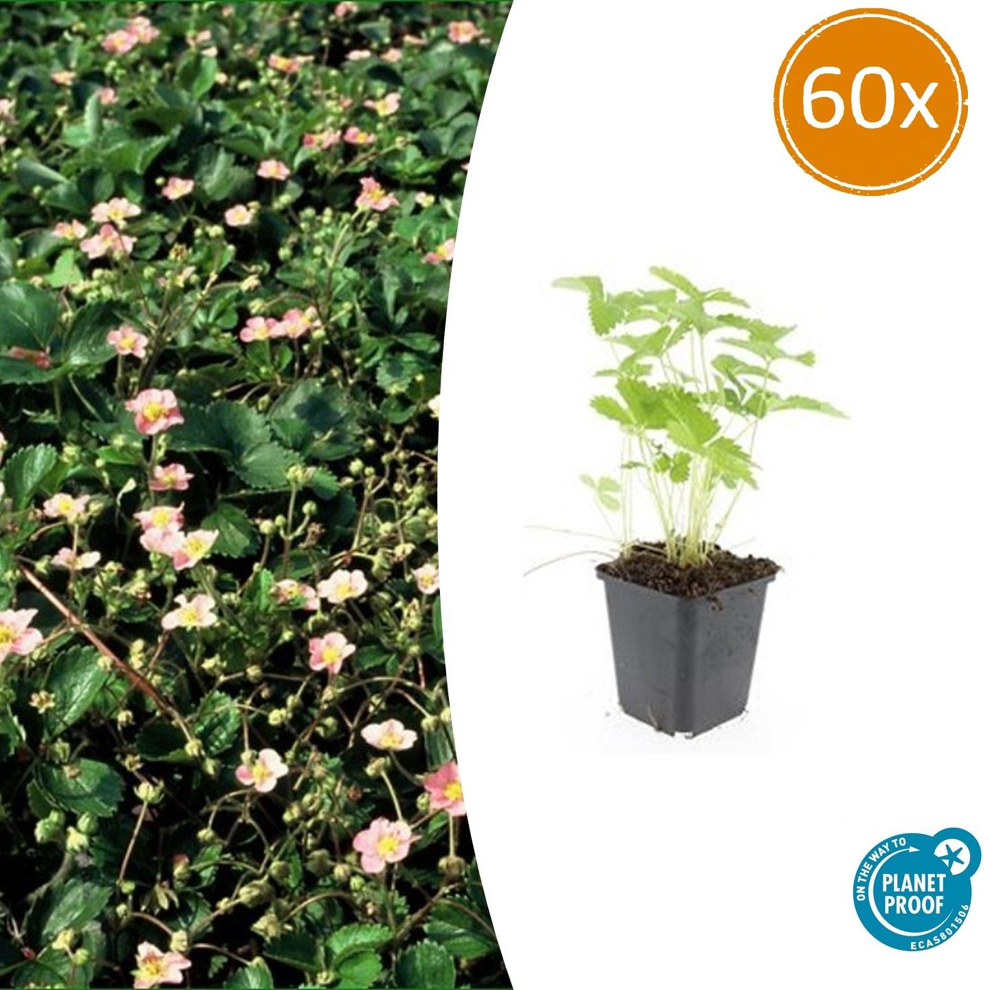 Fragaria vesca potmaat 9 cm hoogte 10 tot 25 cm