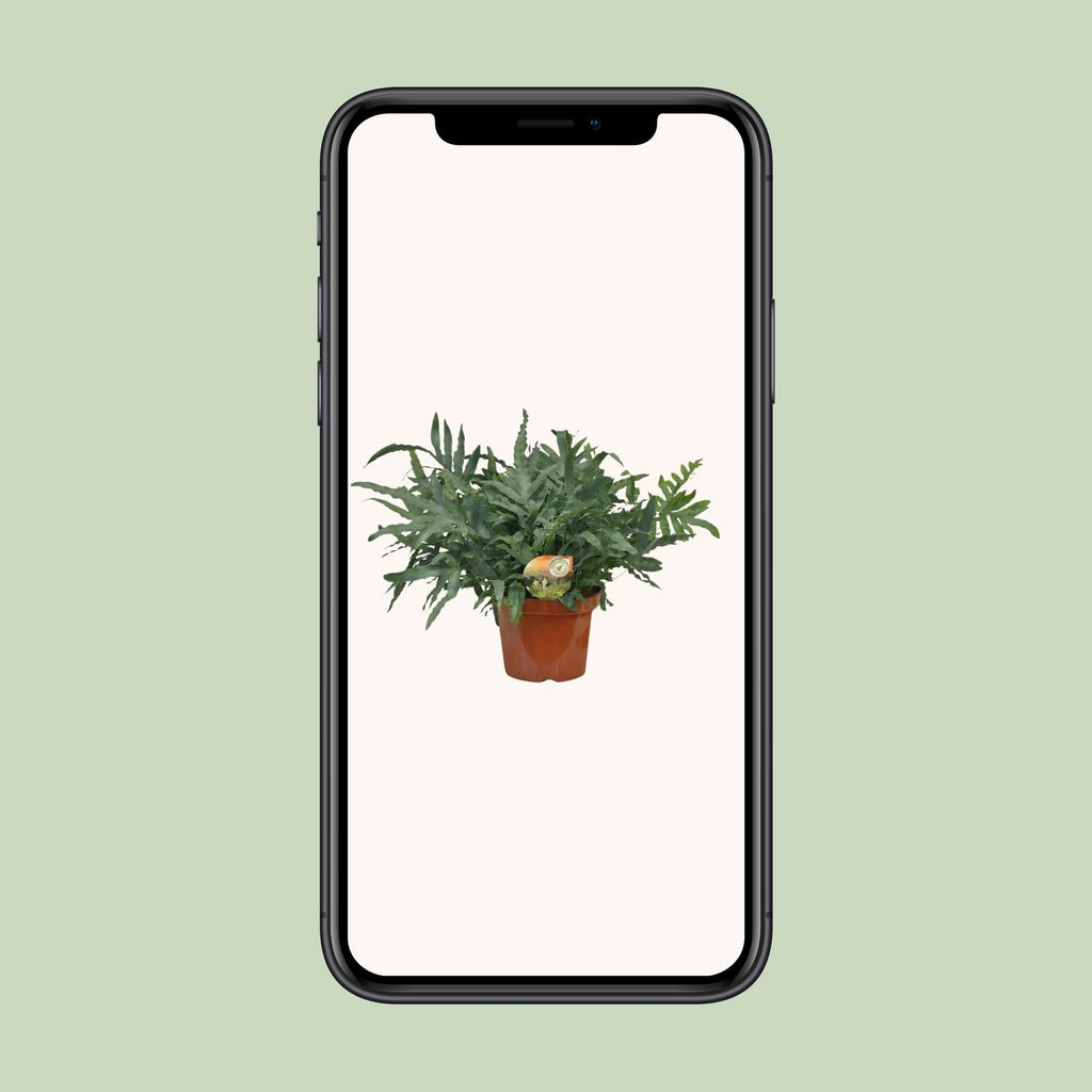 Phlebodium Blue Star - Ø26cm - ↕80cm