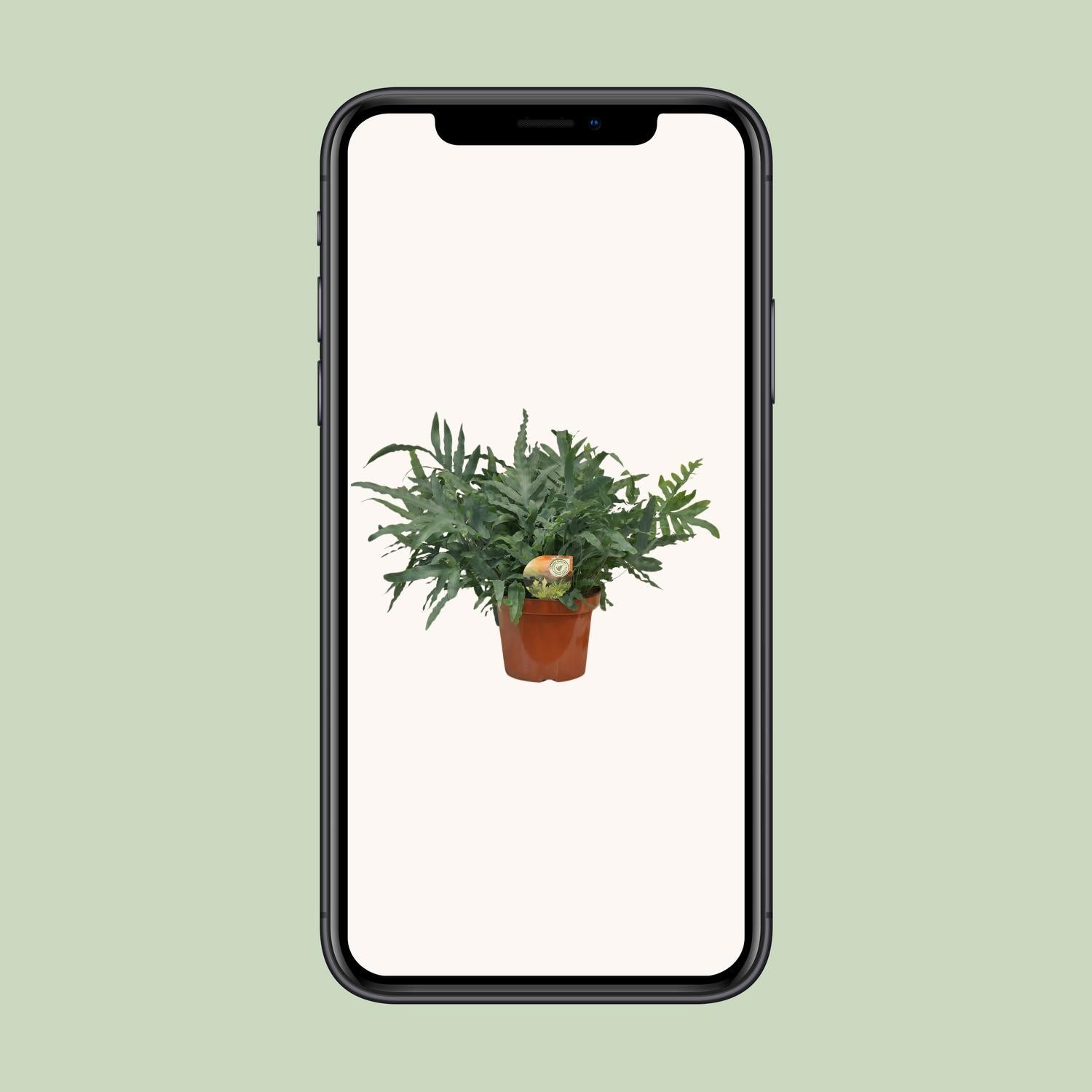 Phlebodium Blue Star - Ø26cm - ↕80cm