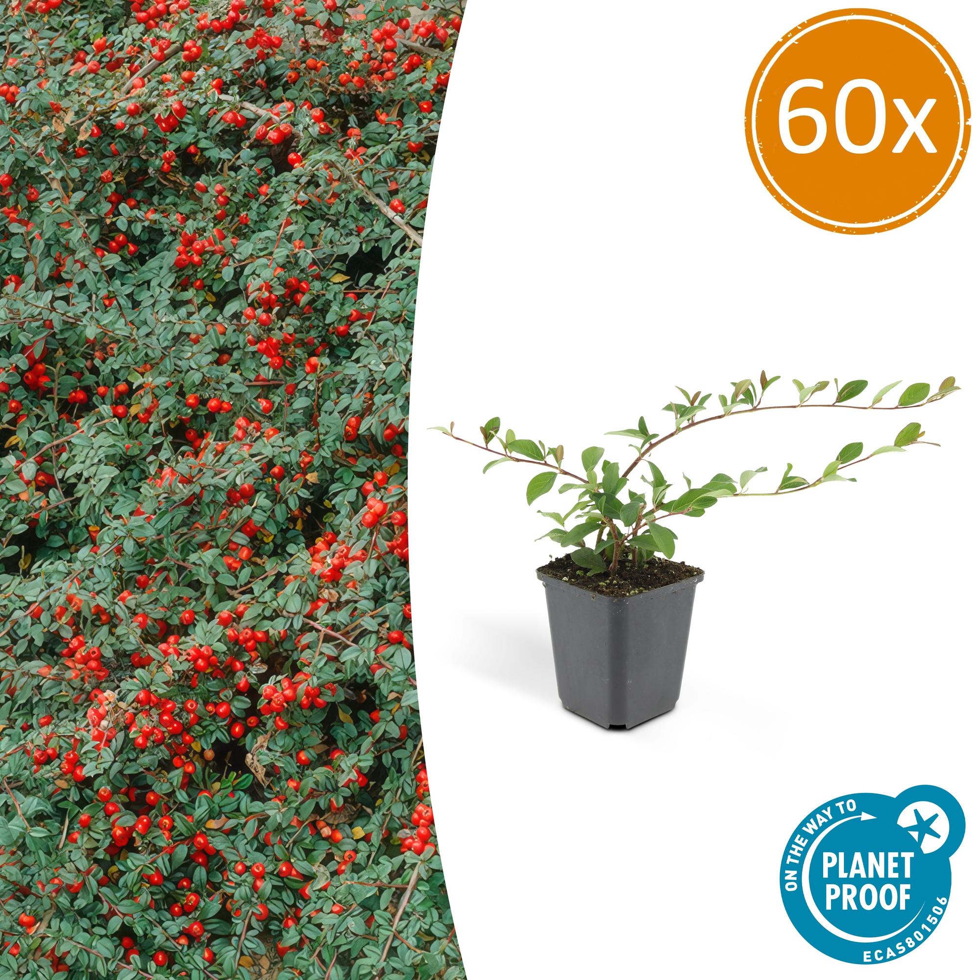 Cotoneaster dam. 'Major' potmaat 9 cm hoogte 25 cm