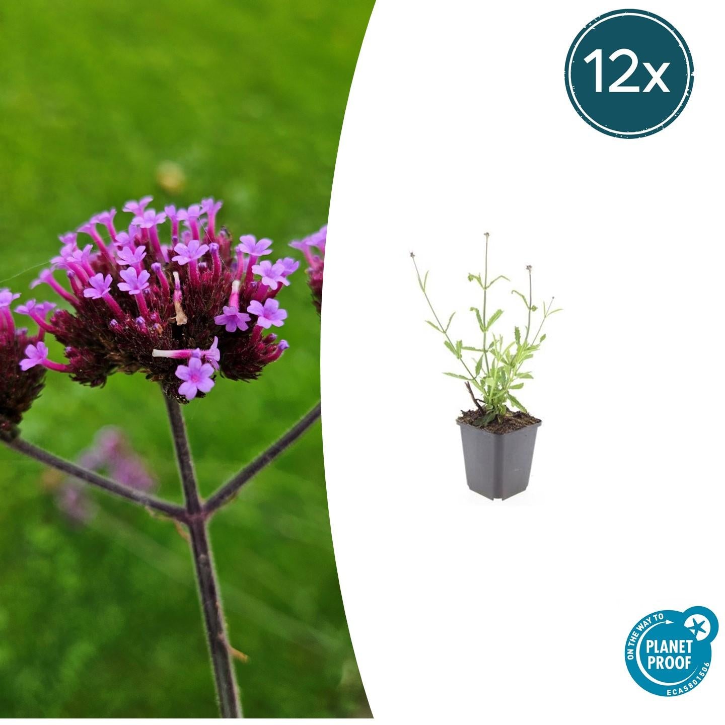 Verbena bon. 'Lollipop' potmaat 9 cm hoogte 10 tot 25 cm