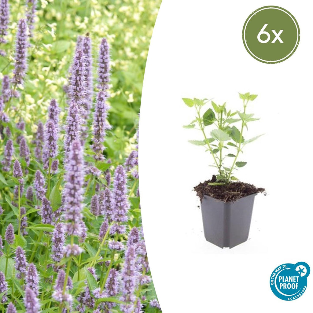 Agastache 'Blue Fortune' potmaat 9 cm hoogte 10 tot 25 cm