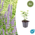 Agastache 'Blue Fortune' potmaat 9 cm hoogte 10 tot 25 cm