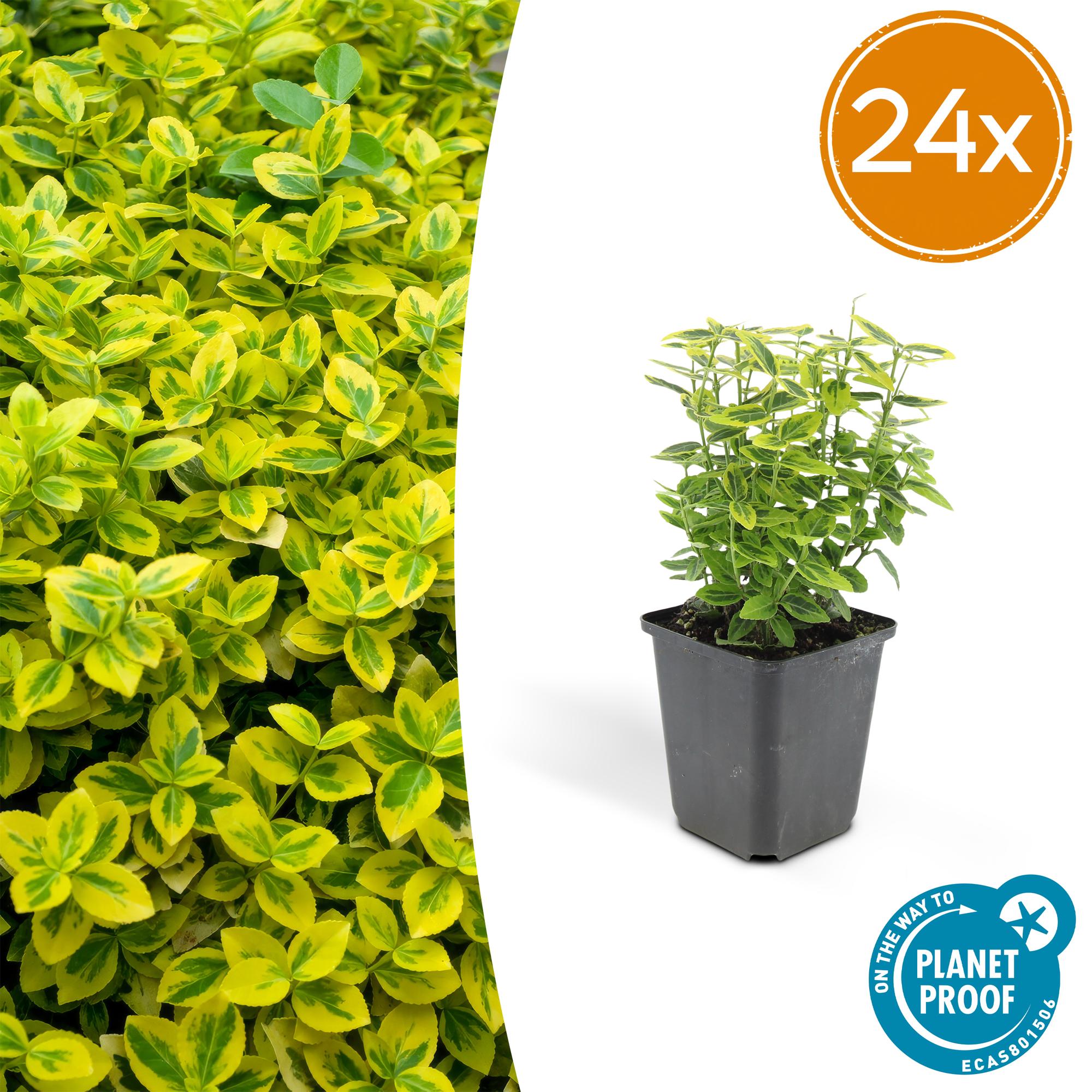 Euonymus fort. 'Emerald 'n Gold’ potmaat 9 cm hoogte 10 tot 25 cm