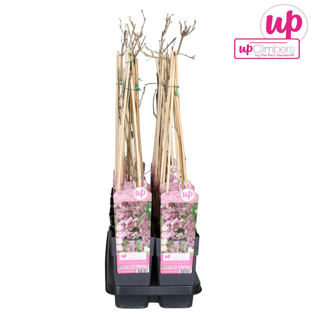 Wisteria floribunda 'Rosea' - Roze regen - Ø15cm - ↕65cm