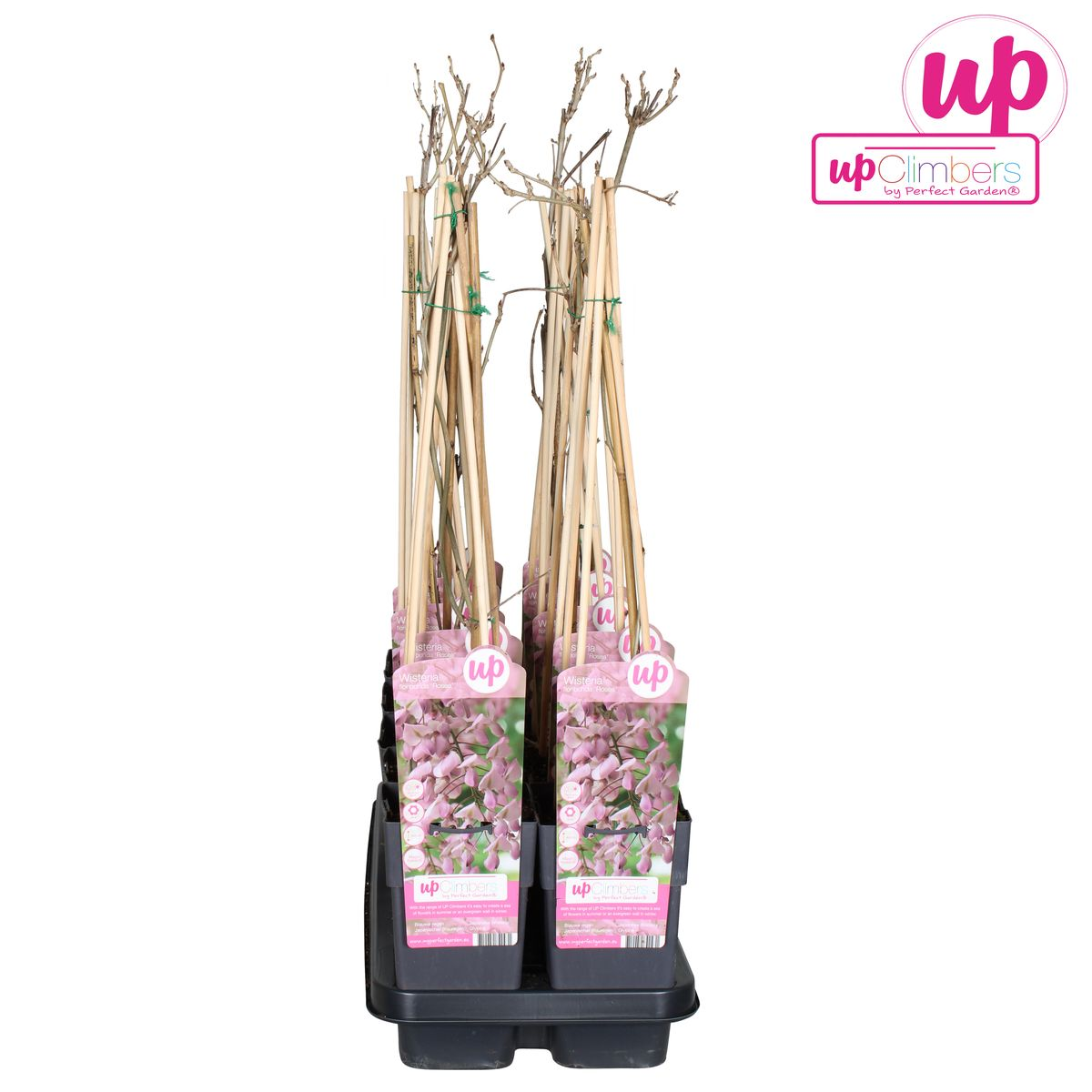 Wisteria floribunda 'Rosea' - Roze regen - Ø15cm - ↕65cm