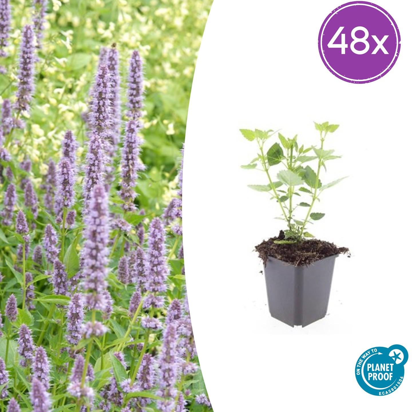 Agastache 'Blue Fortune' potmaat 9 cm hoogte 10 tot 25 cm