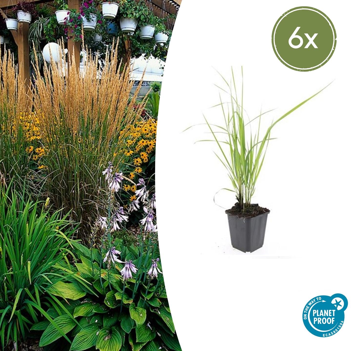 Calamagrostis acut. 'Karl Foerster' potmaat 9 cm hoogte 10 tot 25 cm