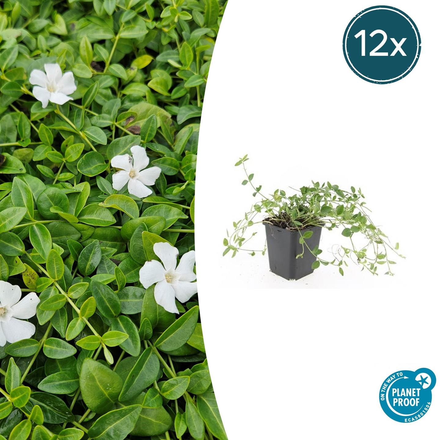 Vinca minor 'Gertrude Jekyll' potmaat 9 cm hoogte 10 tot 25 cm