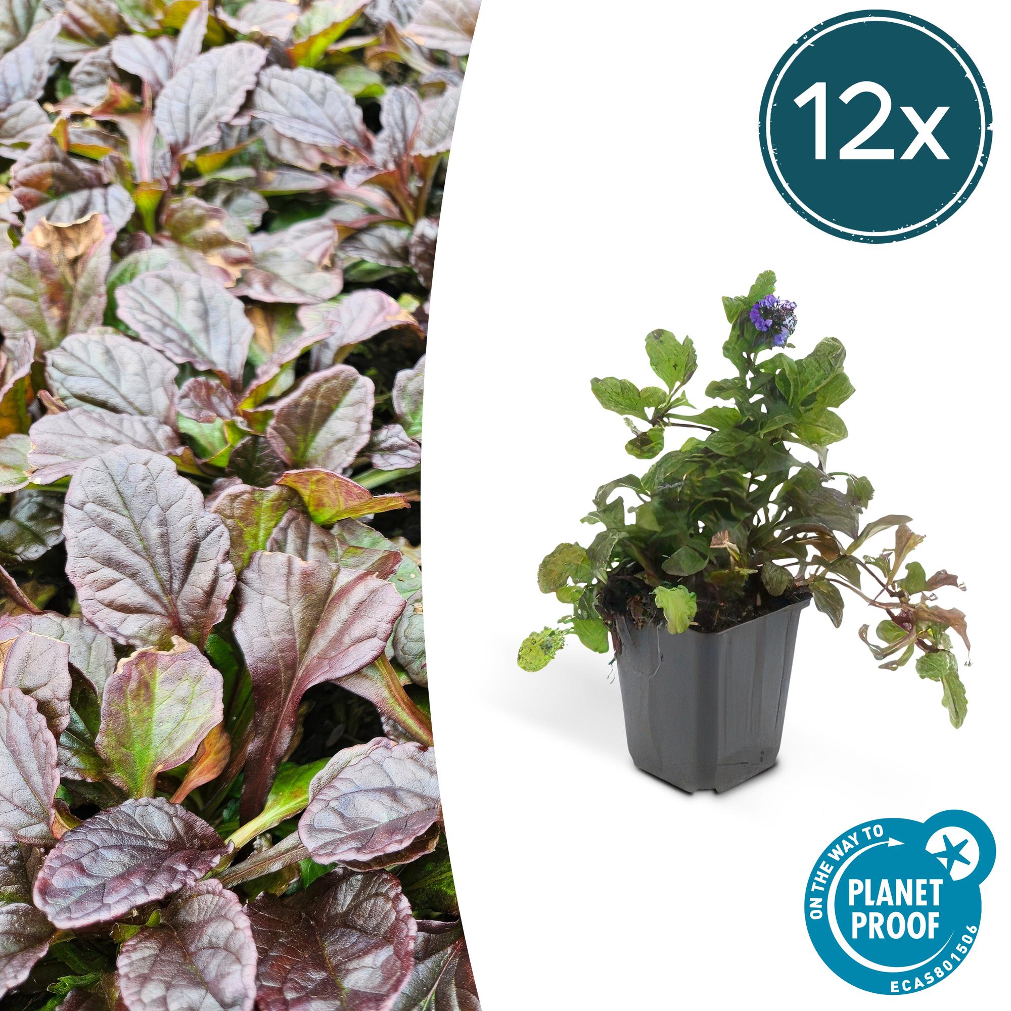 Ajuga reptans potmaat 9 cm hoogte 10 tot 25 cm
