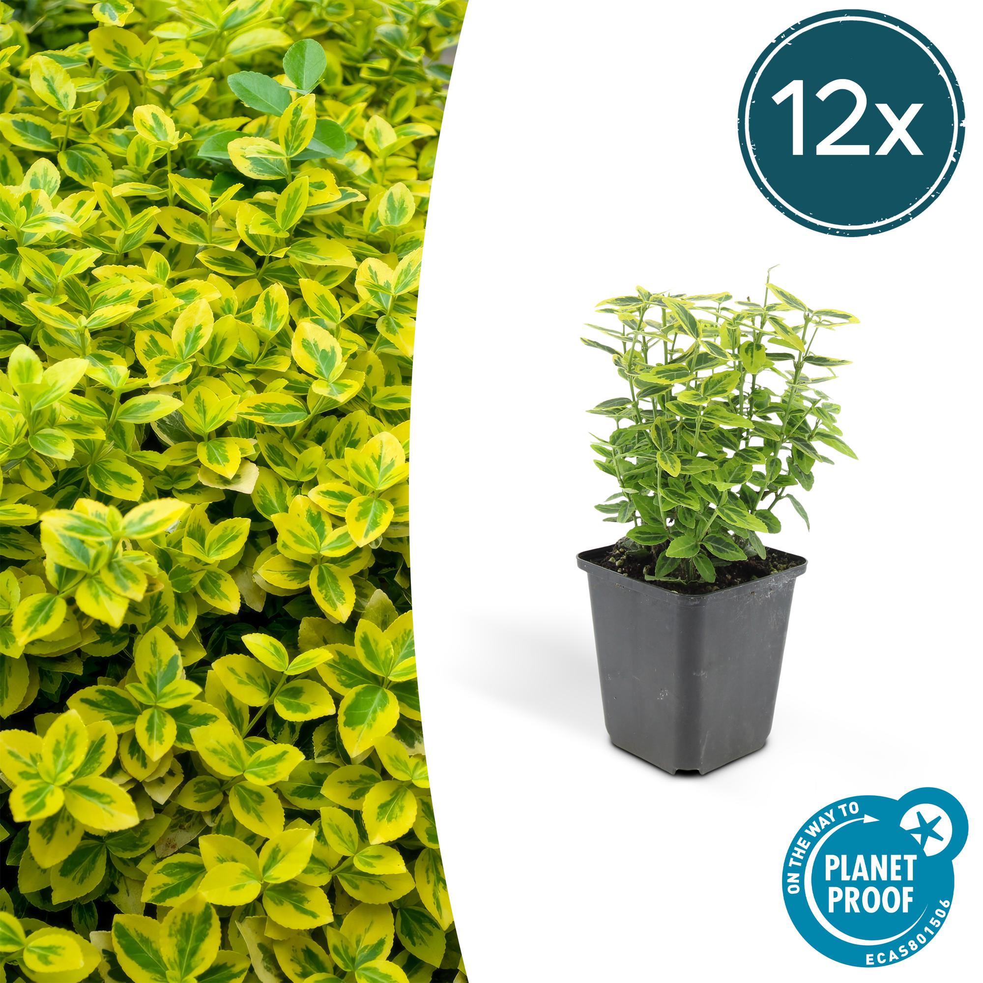 Euonymus fort. 'Emerald 'n Gold’ potmaat 9 cm hoogte 10 tot 25 cm