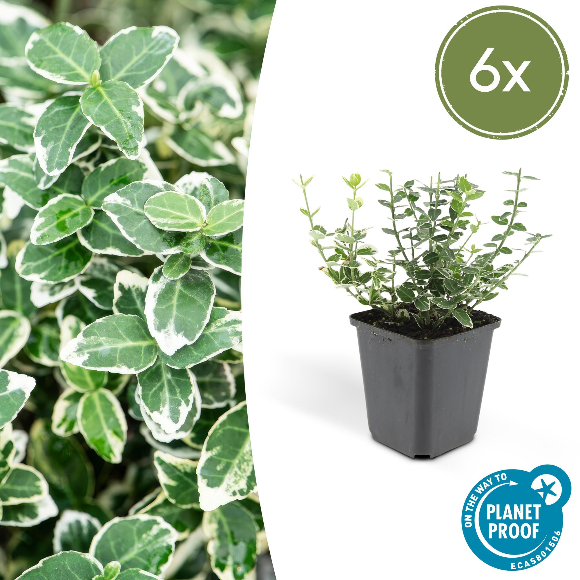 Euonymus fort. 'Emerald Gaiety' potmaat 9 cm hoogte 10 tot 25 cm
