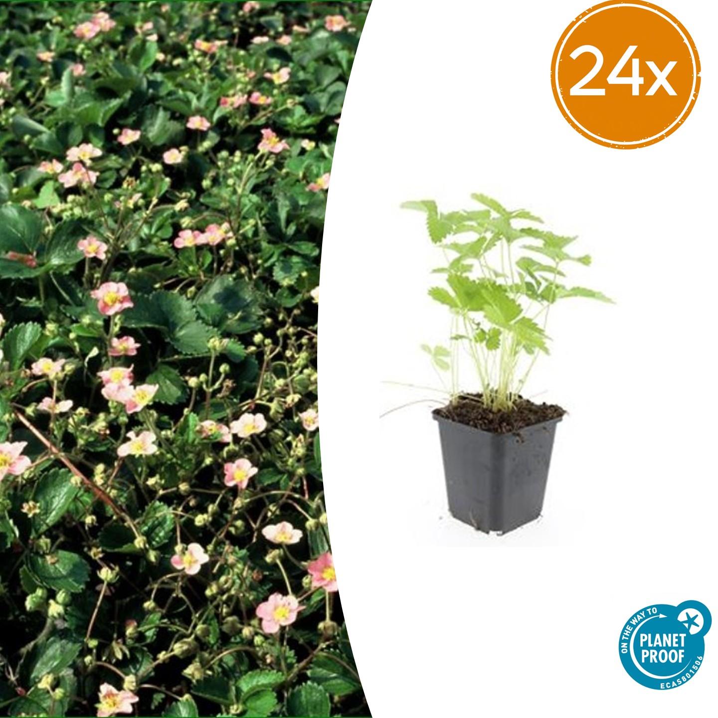 Fragaria vesca potmaat 9 cm hoogte 10 tot 25 cm