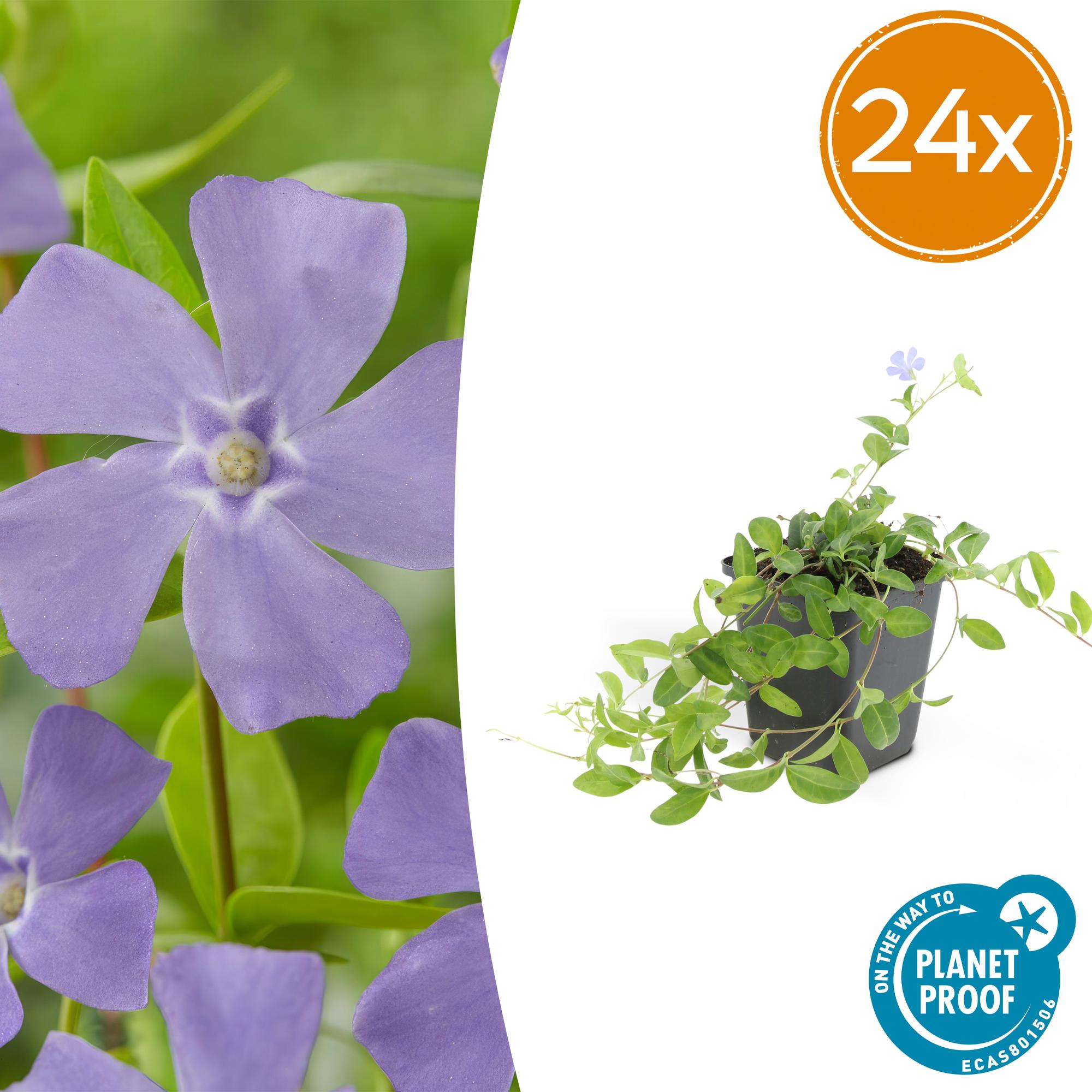 Vinca minor potmaat 9 cm hoogte 10 tot 25 cm