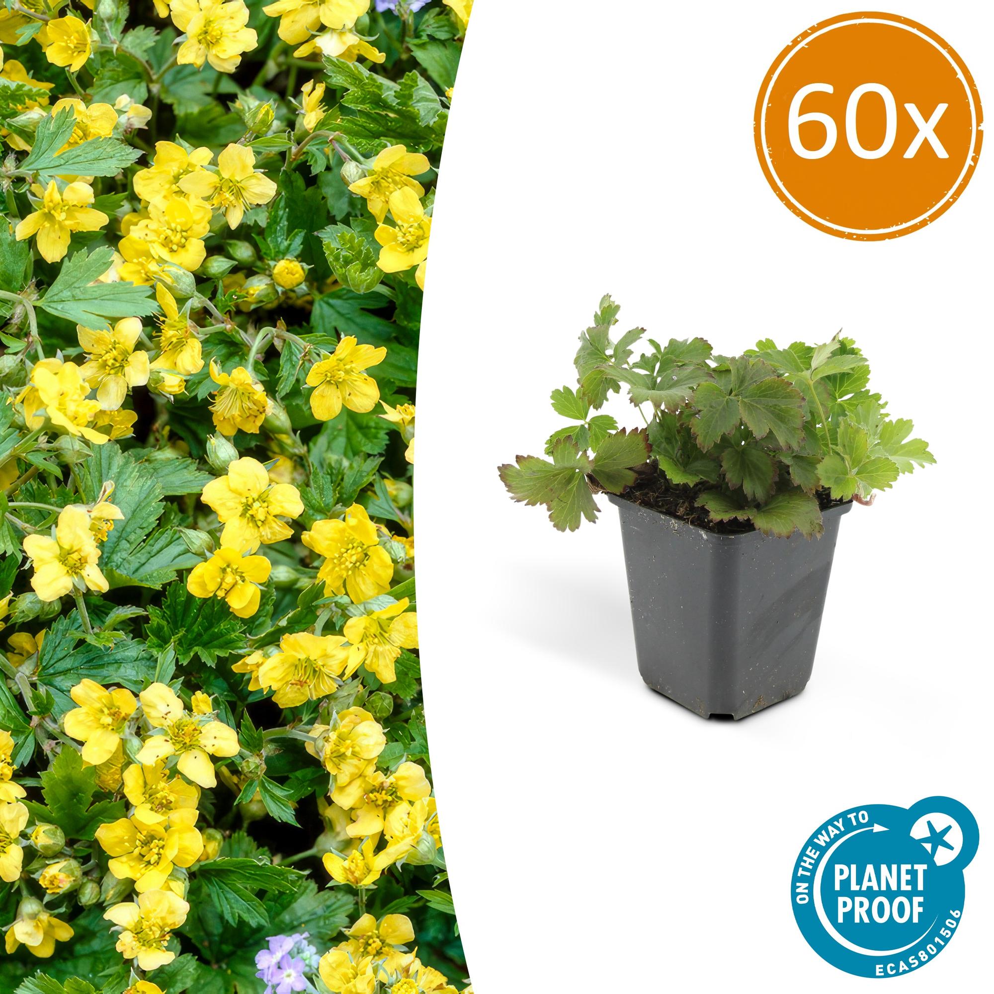 Waldsteinia ternata potmaat 9 cm hoogte 10 tot 25 cm