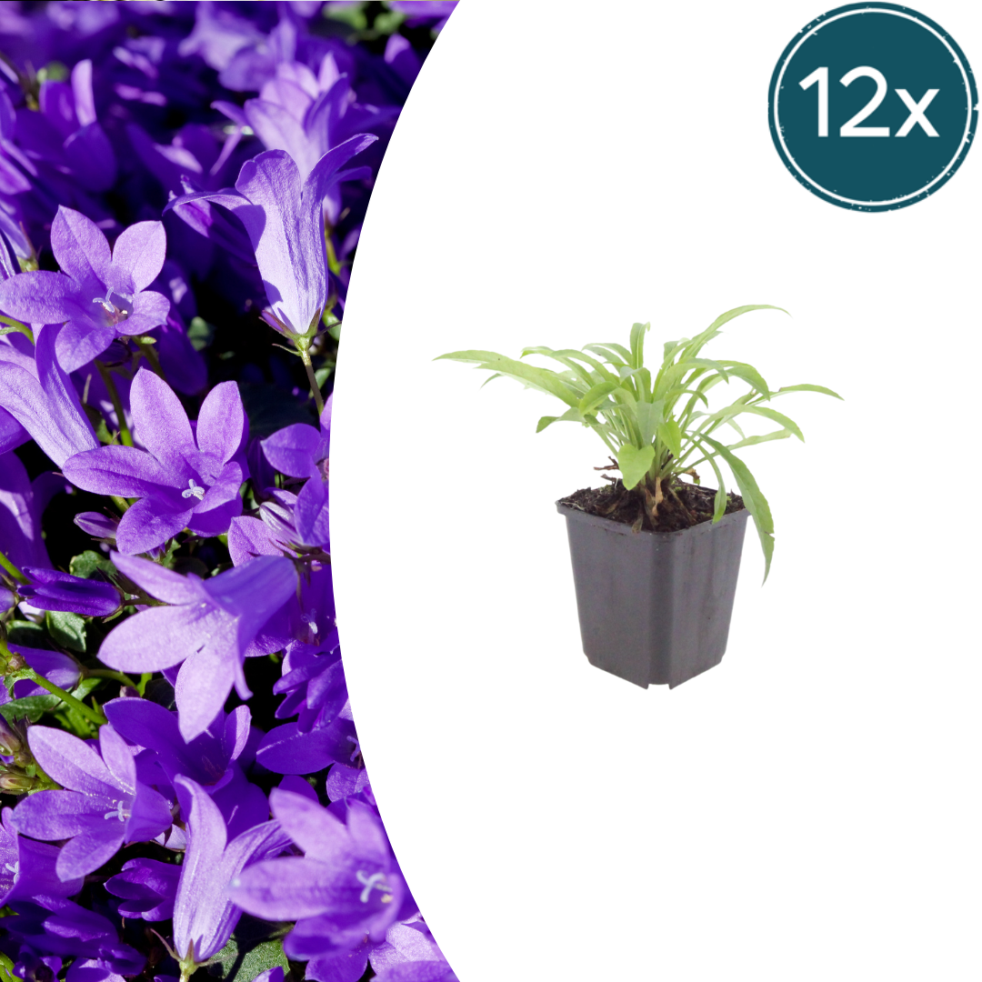 Campanula pers. 'Coerulea' potmaat 9 cm hoogte 10 tot 25 cm