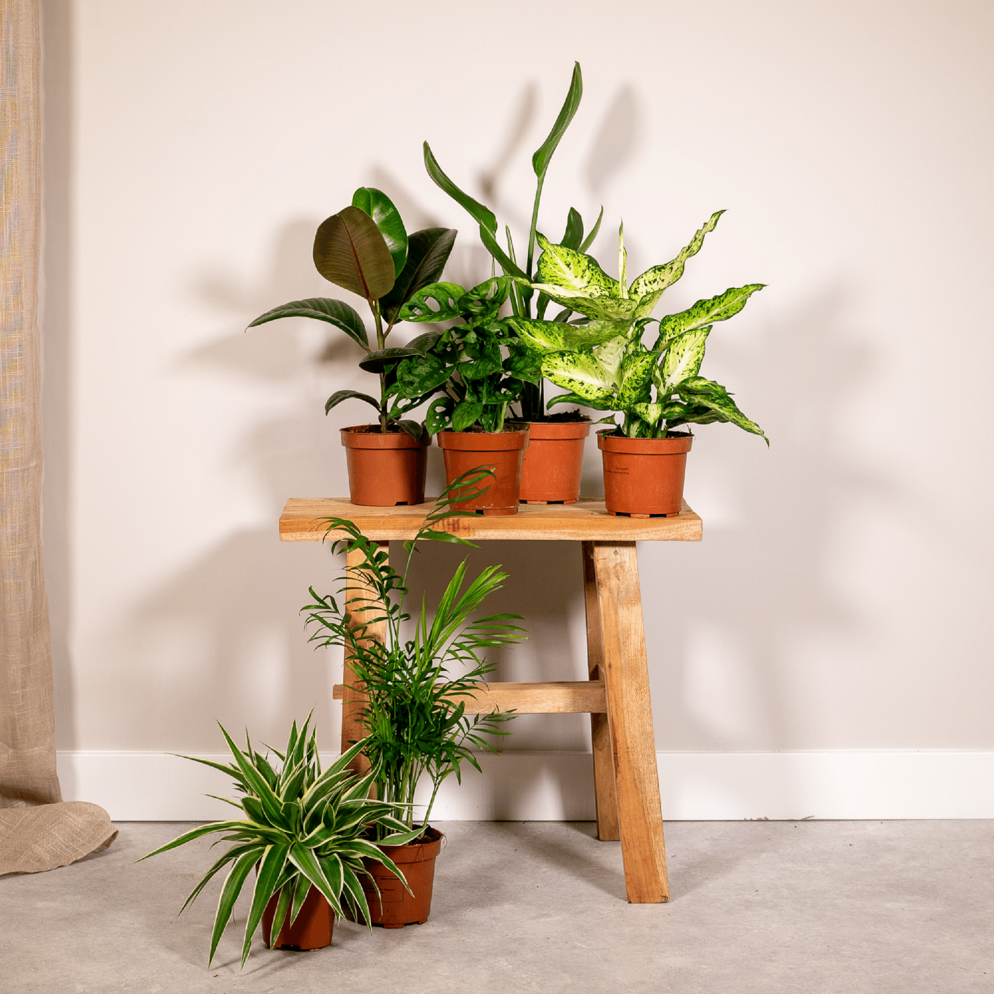 Verrassingsbox potmaat 12 cm hoogte 25 cm