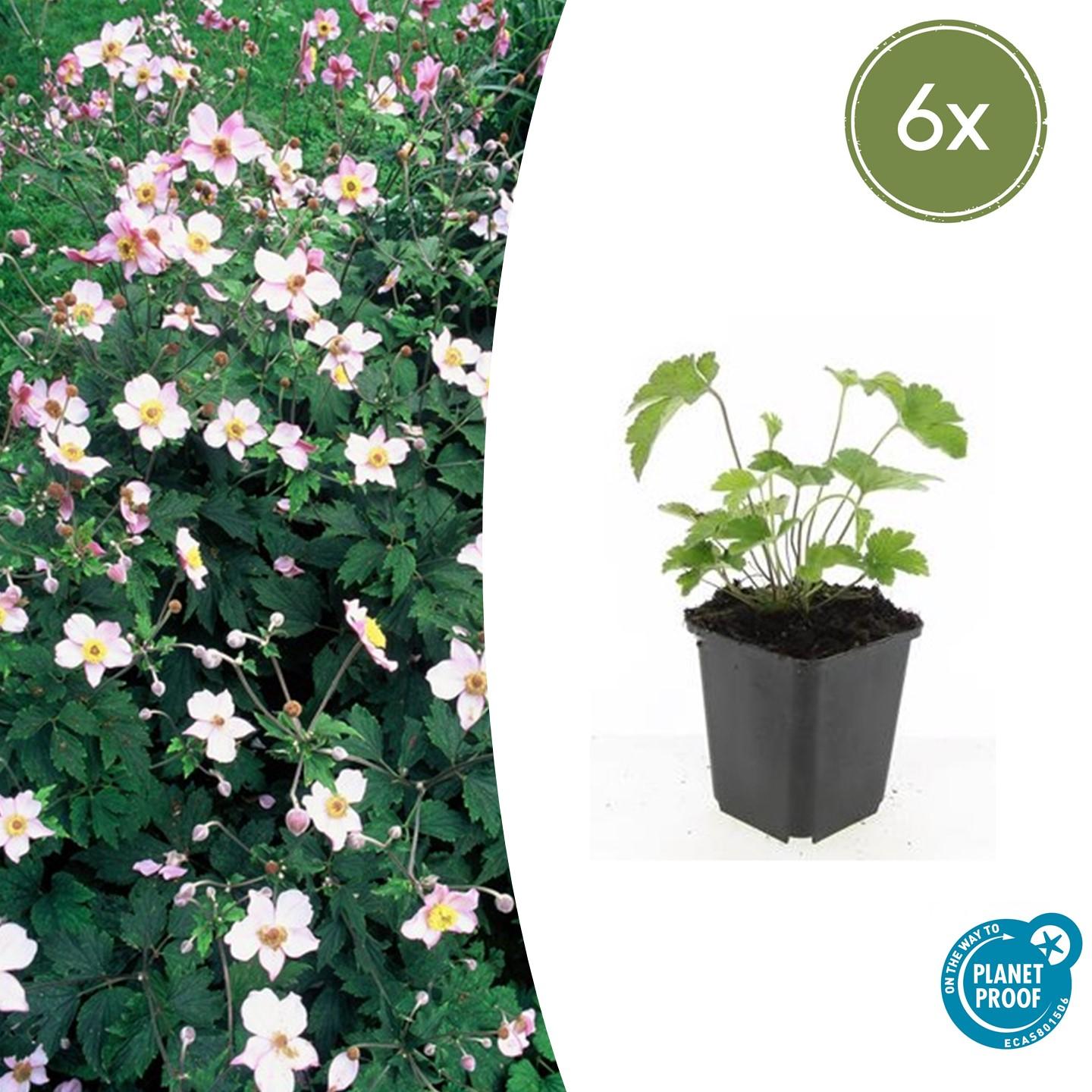 Anemone tom. 'Robustissima' potmaat 9 cm hoogte 10 tot 25 cm