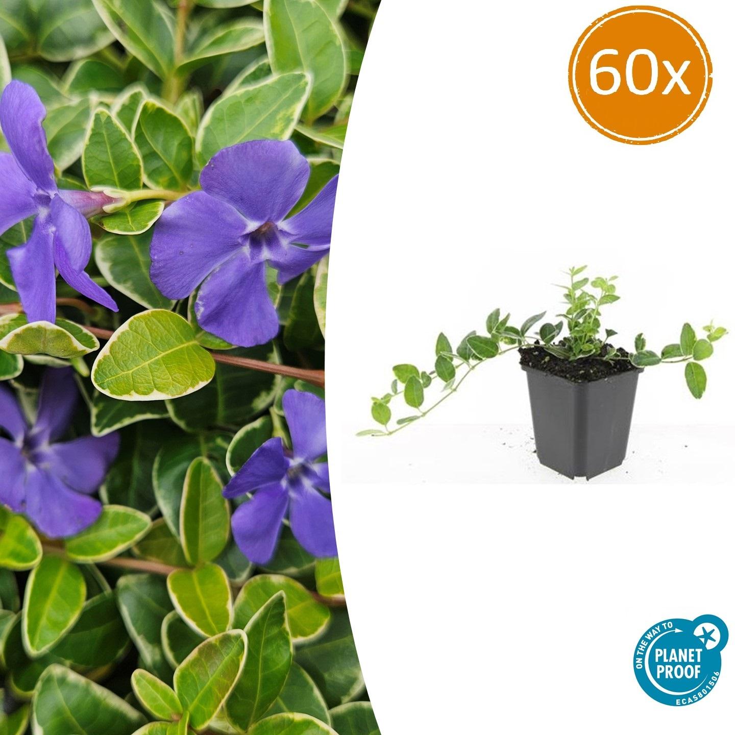 Vinca minor 'Ralph Shugert' potmaat 9 cm hoogte 10 tot 25 cm