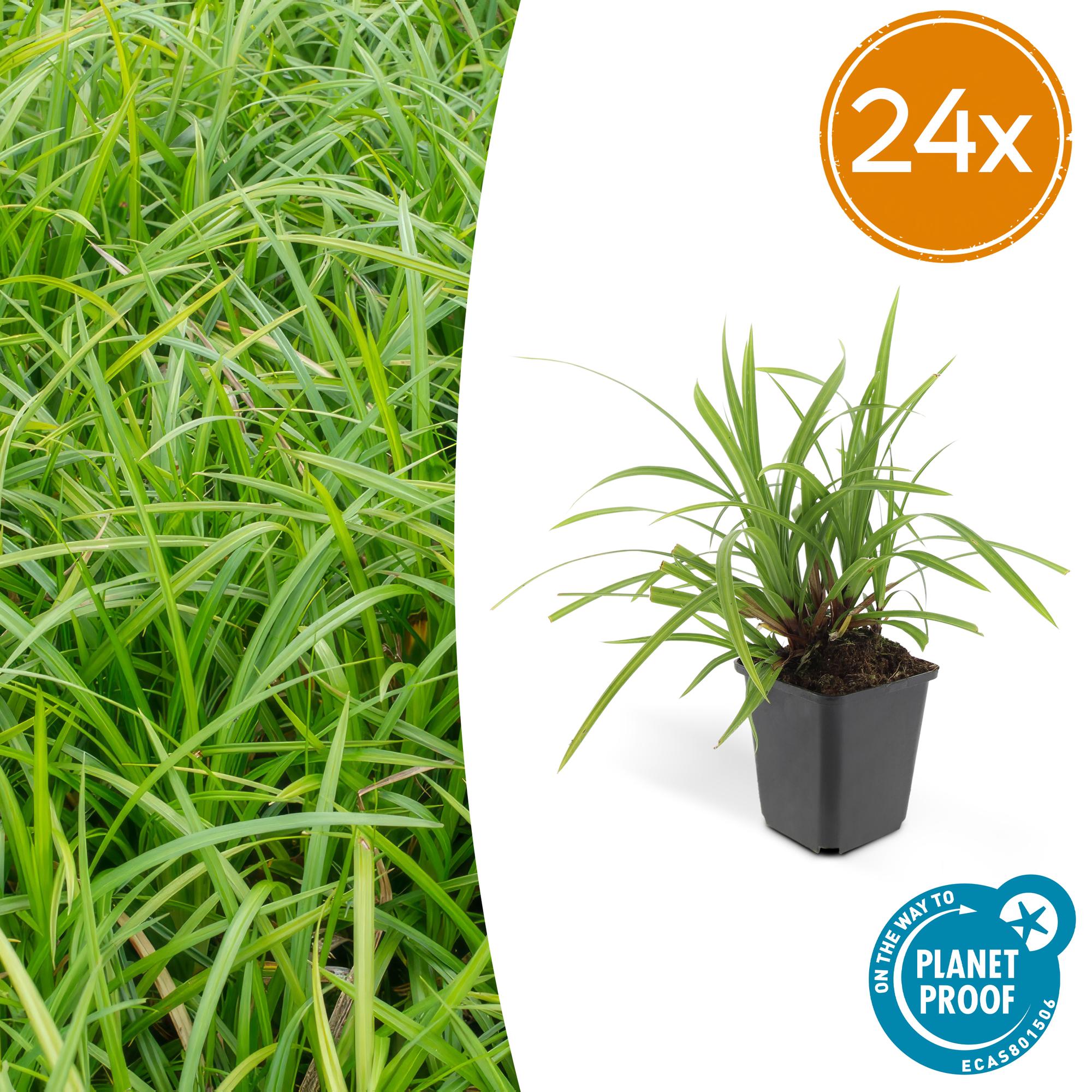 Carex morrowii 'Irish Green' potmaat 9 cm hoogte 10 tot 25 cm