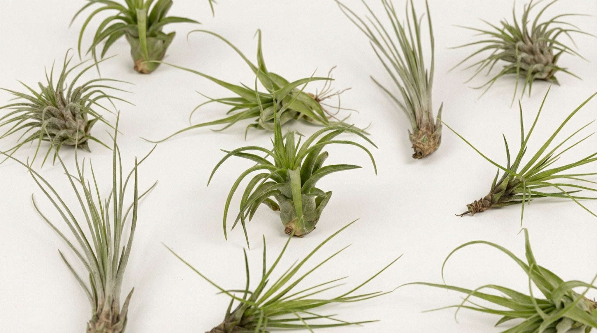 Tillandsia Air Mix (10x) P 6 cm - 10309 - PlantenShop24