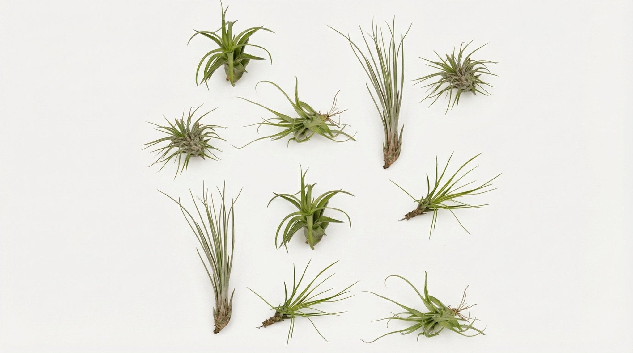 Tillandsia Air Mix (10x) P 6 cm - 10309 - PlantenShop24