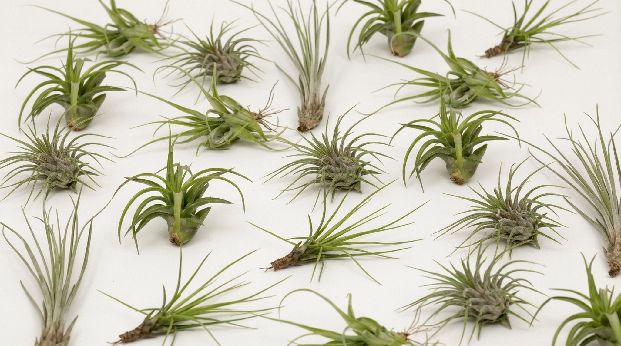 Tillandsia Air Mix (20 Stuks) P 6 cm - 10308 - PlantenShop24