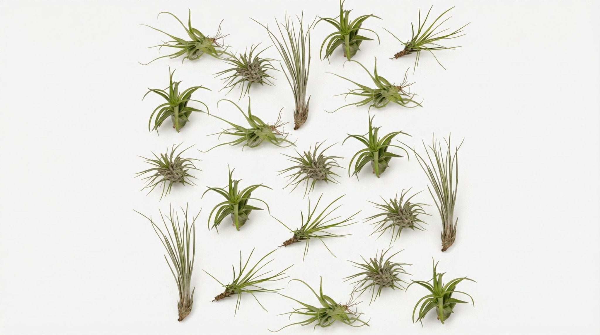 Tillandsia Air Mix (20 Stuks) P 6 cm - 10308 - PlantenShop24