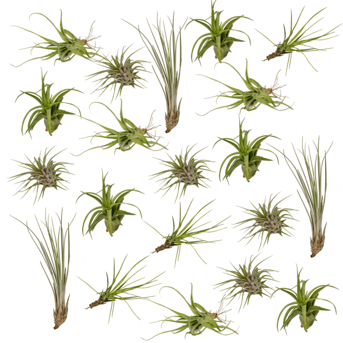 Tillandsia Air Mix (20 Stuks) P 6 cm - 10308 - PlantenShop24
