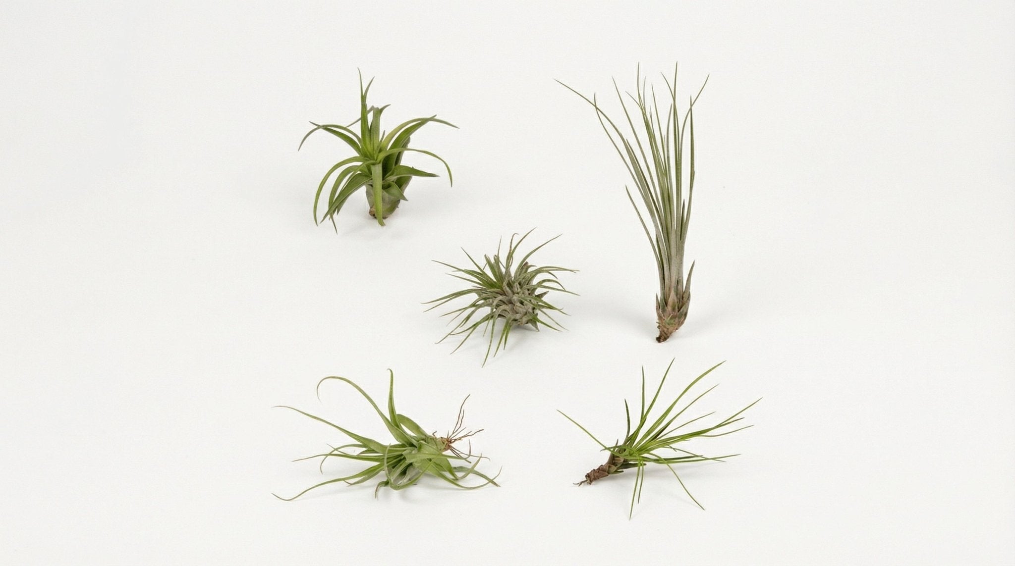 Tillandsia Air Mix (5x) P 6 cm - 10310 - PlantenShop24