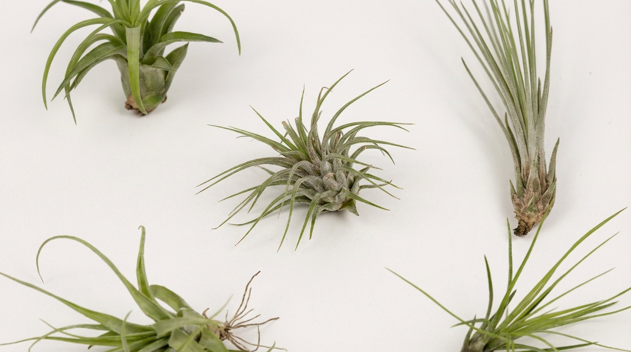 Tillandsia Air Mix (5x) P 6 cm - 10310 - PlantenShop24