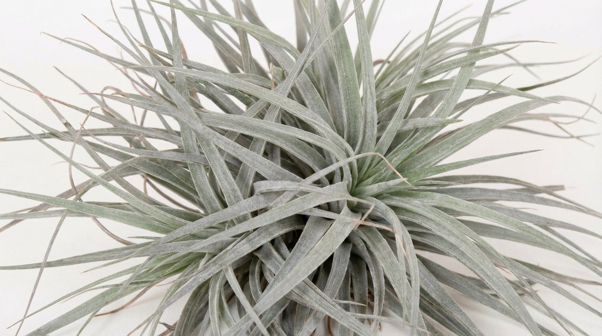 Tillandsia Super Silver XL P 20 H 15 cm - 16625 - PlantenShop24