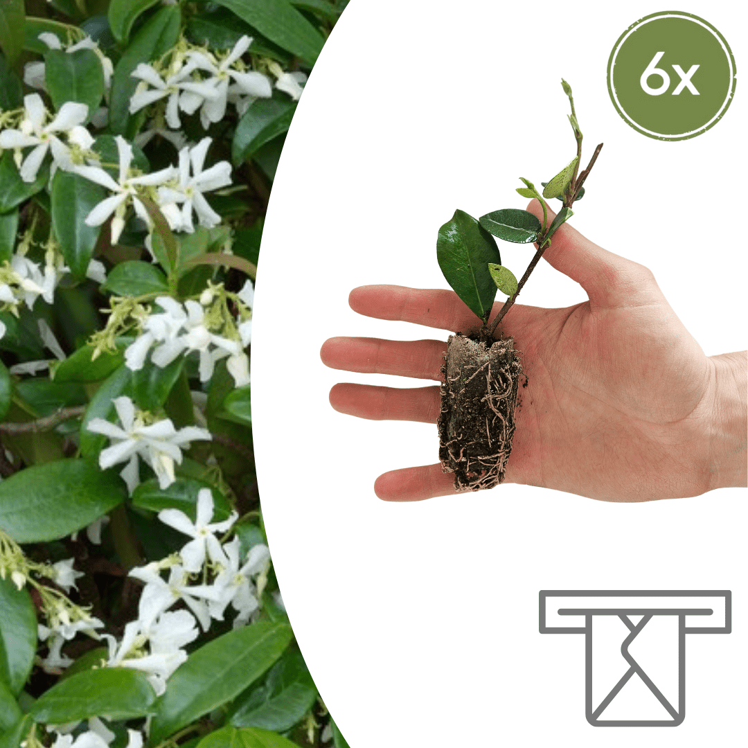 Trachelospermum jasminoides Zelf Kweken (plug) (6 stuks) potmaat 3 cm hoogte 4 cm - 49116 - PlantenShop24