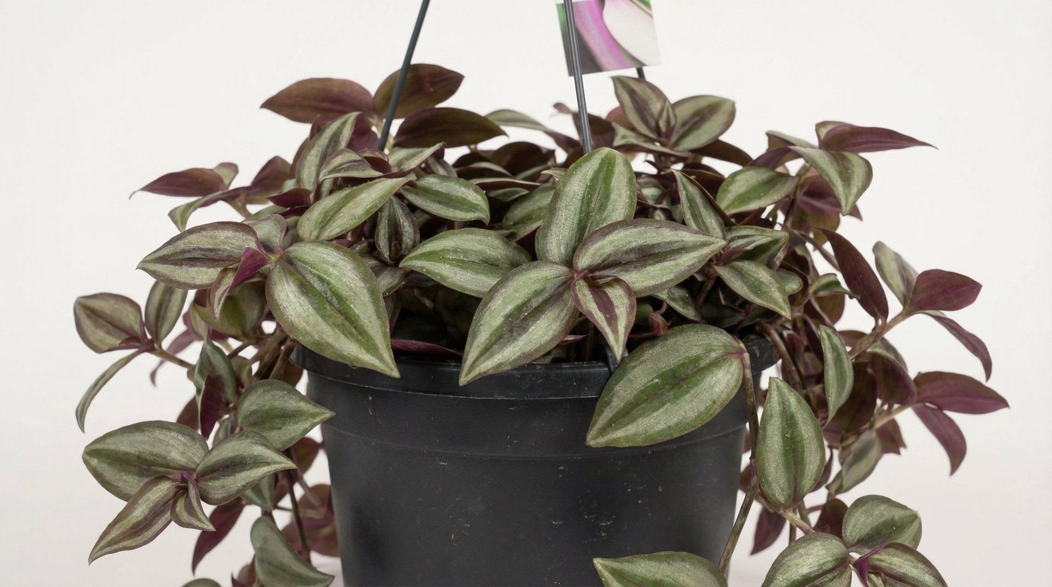 Tradescantia Zebrina Purpusii P 17 H 30 cm - 12422 - PlantenShop24