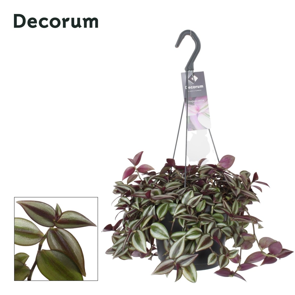 Tradescantia Zebrina Purpusii P 17 H 30 cm - 12422 - PlantenShop24