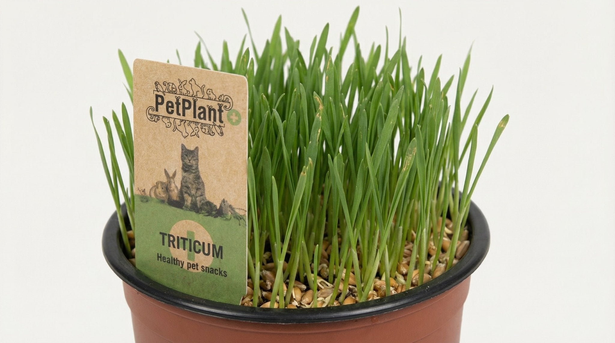 Triticum PetPlant (kattengras) P 12 H 10 cm - 9933 - PlantenShop24