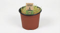 Triticum PetPlant (kattengras) P 12 H 10 cm - 9933 - PlantenShop24