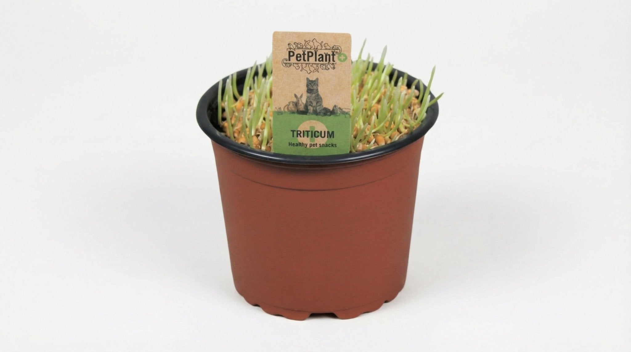 Triticum PetPlant (kattengras) P 12 H 10 cm - 9933 - PlantenShop24