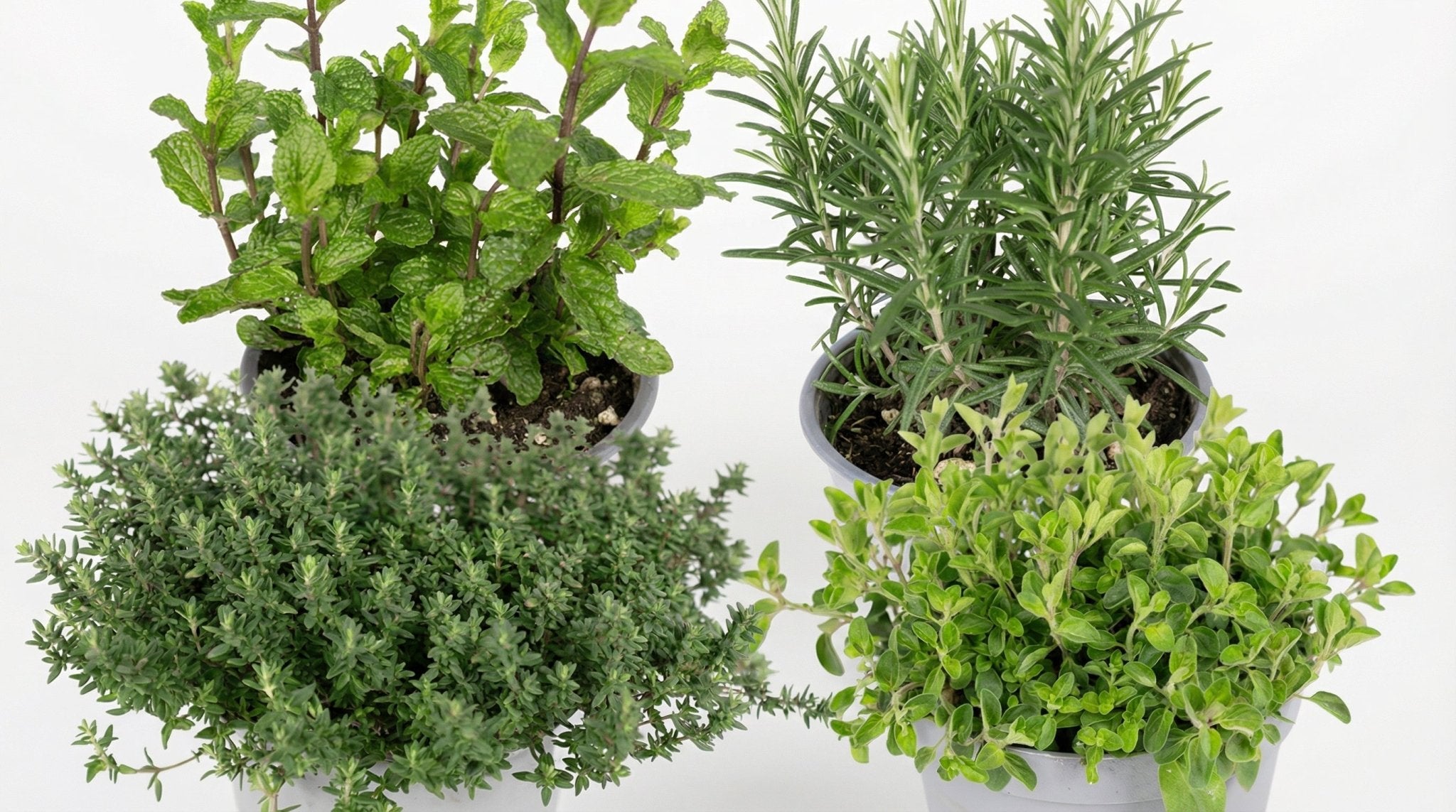 Tuinkruiden Mix (4x) P 14 H 18 cm - 10344 - PlantenShop24