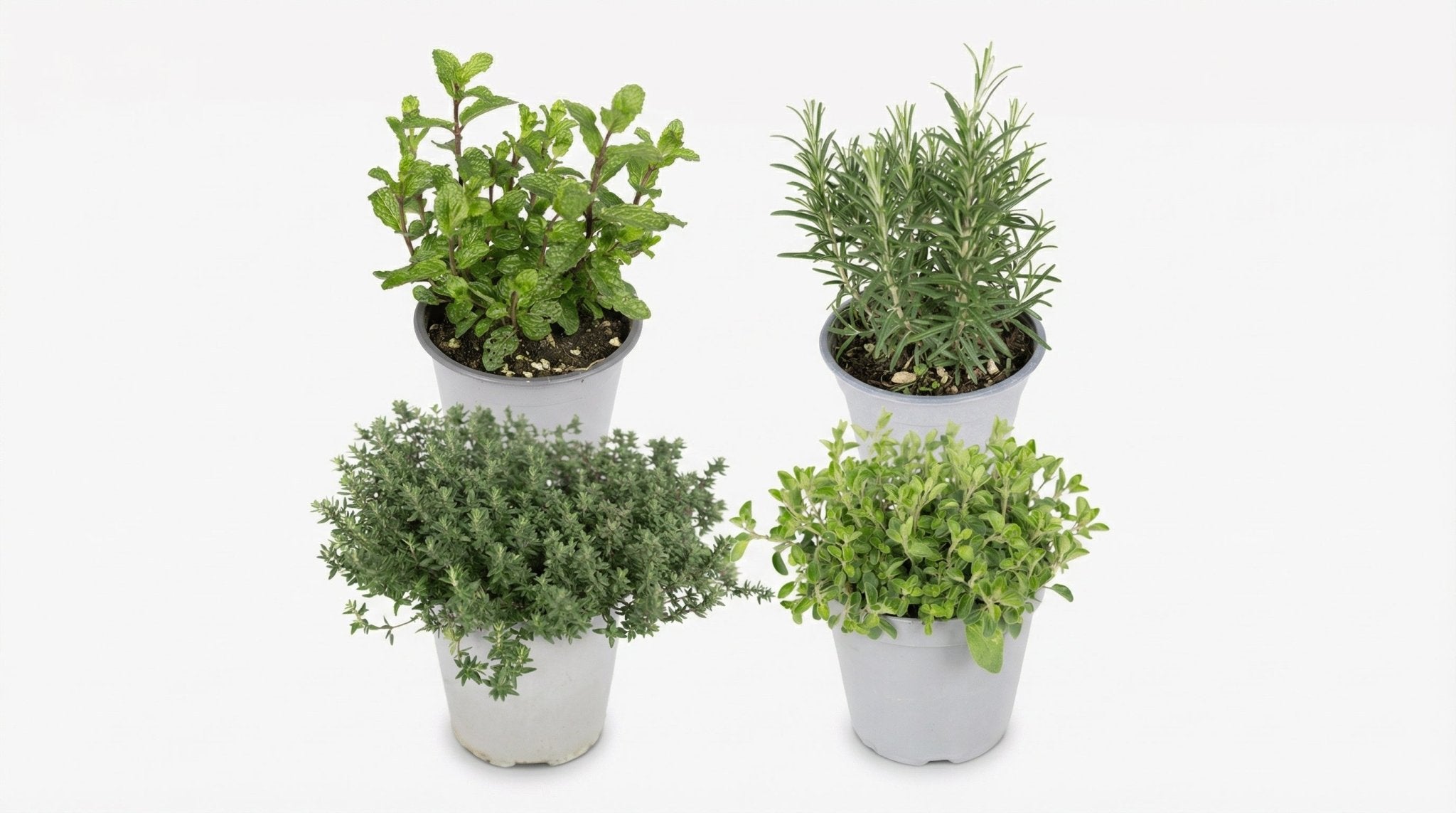 Tuinkruiden Mix (4x) P 14 H 18 cm - 10344 - PlantenShop24