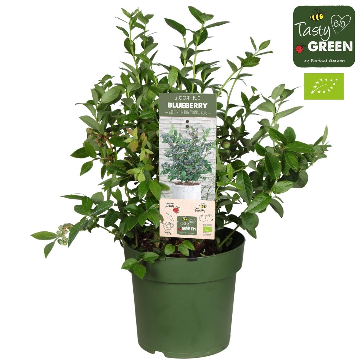 Vaccinium Corymbosum 'Bingo Blue' Bio - Blauwe Bes P 23 H 50 cm - 30177 - PlantenShop24