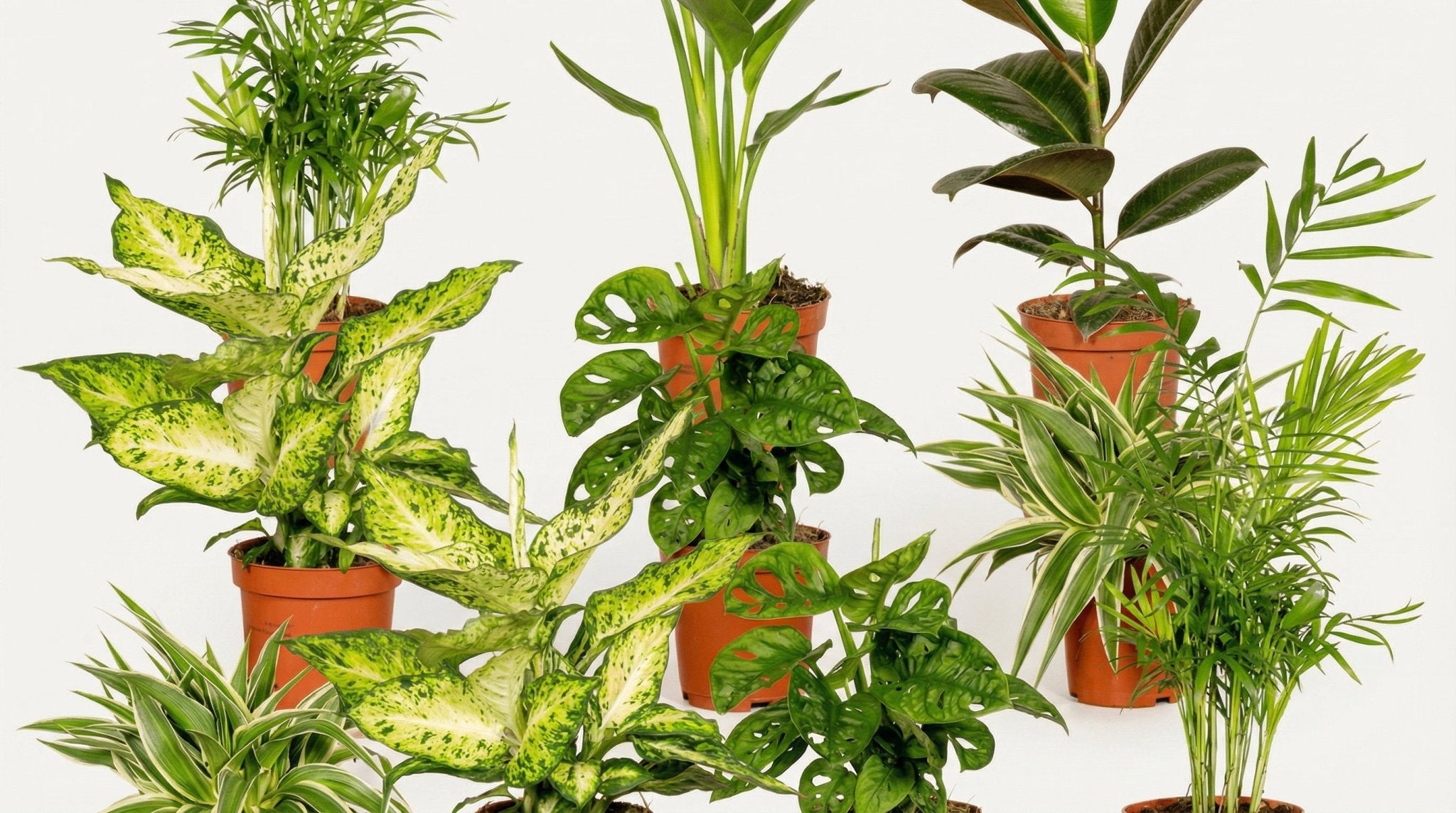 Verrassingsbox (10x) P 12 cm H 25 cm - 3862 - PlantenShop24