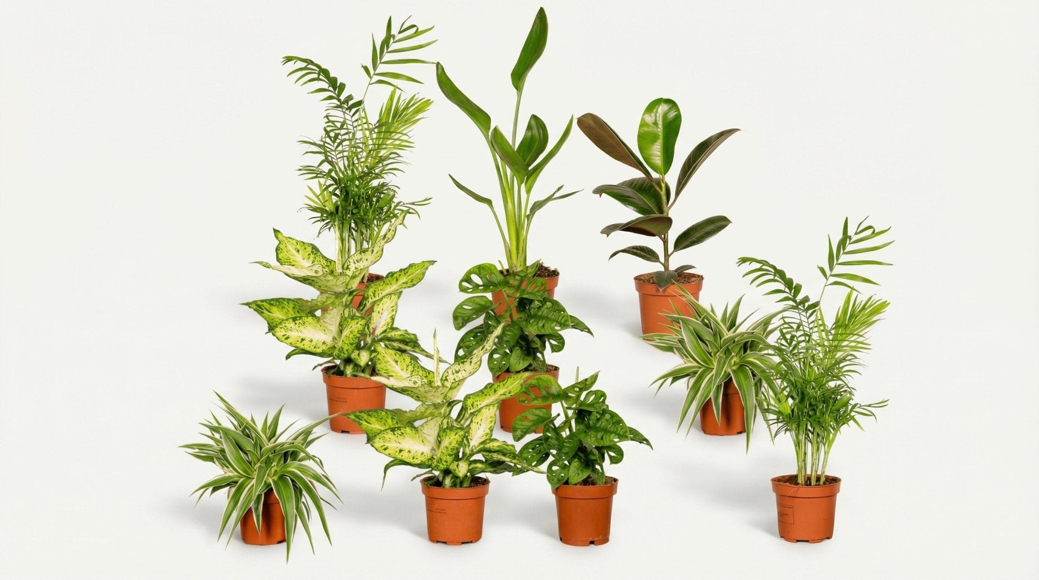 Verrassingsbox (10x) P 12 cm H 25 cm - 3862 - PlantenShop24