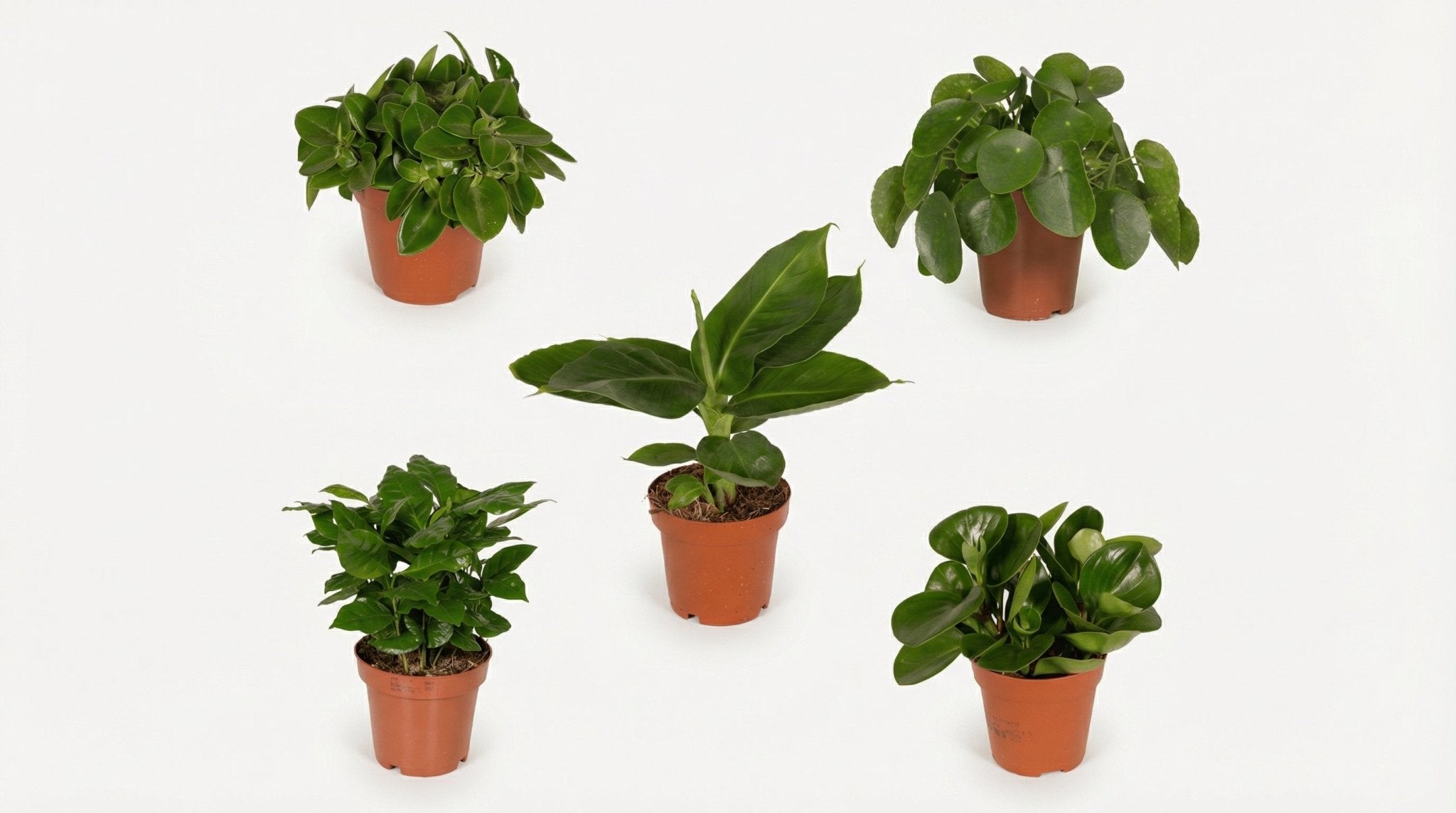 Verrassingsbox (5x) P 12 H 25 cm - 5244 - PlantenShop24