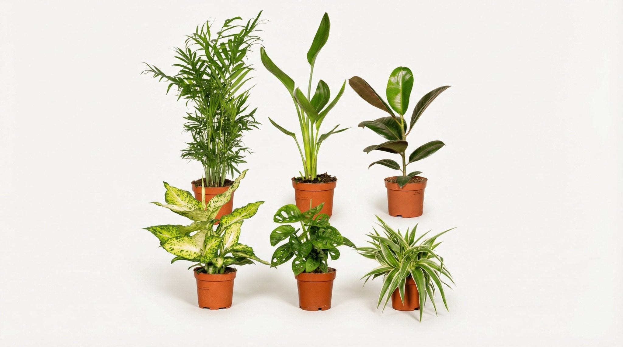 Verrassingsbox (6x) P 12 H 25 cm - 3861 - PlantenShop24