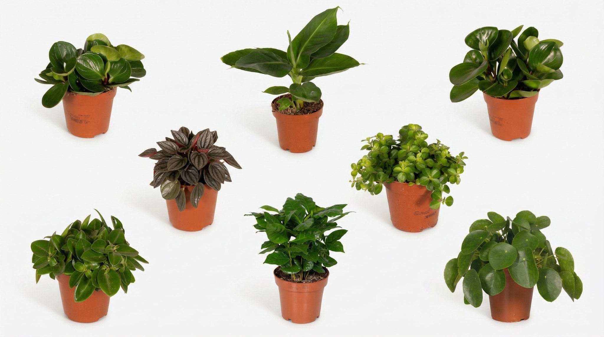 Verrassingsbox (8x) P 12 cm H 25 cm - 5245 - PlantenShop24