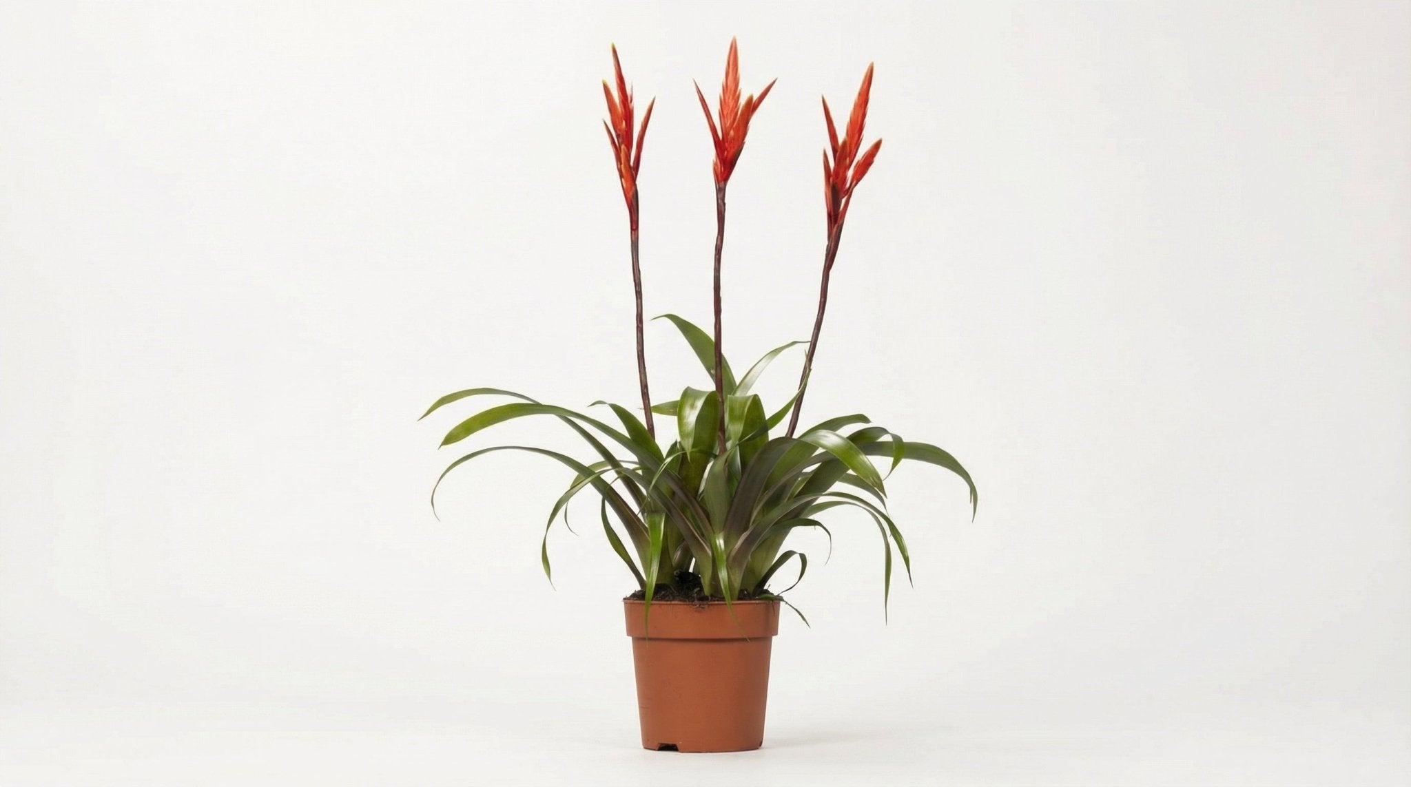 Vriesea Elan Toef P 12 cm H 55 cm - 15014 - PlantenShop24