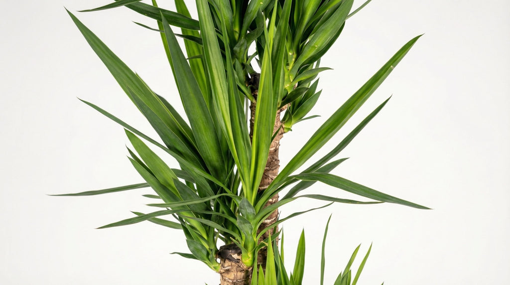 Yucca Elephantipes H 150 tot 170 cm - 45290 - PlantenShop24