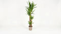 Yucca Elephantipes H 150 tot 170 cm - 45290 - PlantenShop24